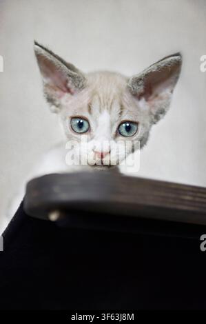 Portrait of a Devon Rex Kitten Stock Photo