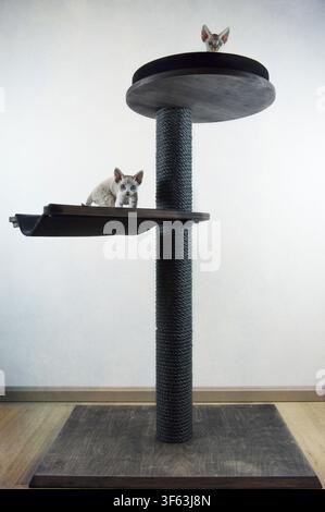 Devon Rex cats on their scratching post Stock Photo