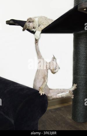 Devon Rex kittens on their scratching post Stock Photo