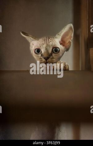 Portrait of a Devon Rex Kitten Stock Photo