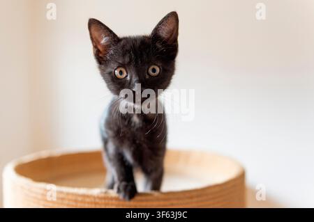 Portrait of a black European Shorthair kitten Stock Photo