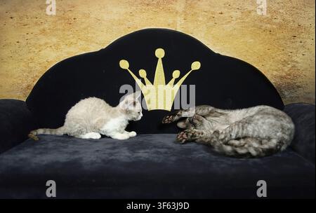 Devon Rex cats on their cat sofa Stock Photo