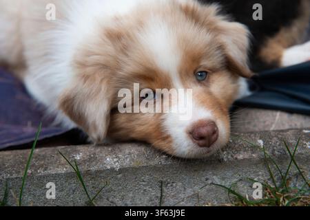 Australian Shepherd puppy on the patio Stock Photo
