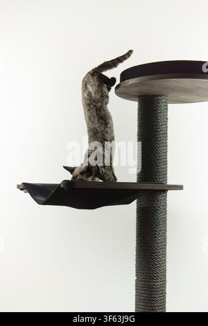 A Devon Rex cat on its scratching post Stock Photo