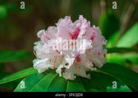 Azalea in Bloom Stock Photo