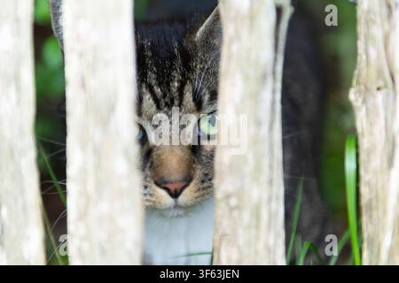A tabby European Shorthair cat looks through the fence Stock Photo