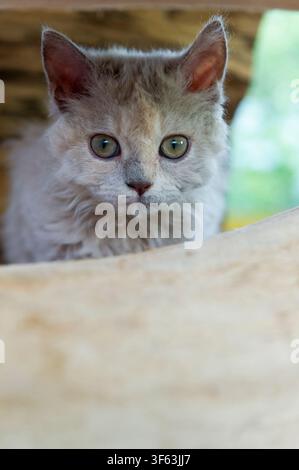 Portrait of a Selkirk Rex Kitten Stock Photo