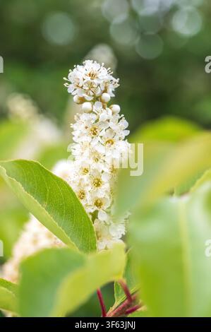 wild black cherry Stock Photo