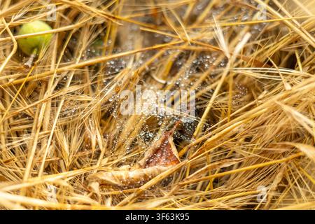 Tiny drops of dew on dry straw Stock Photo
