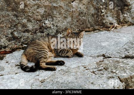 Relaxed tabby cat lies on warm stone pavement in natural daylight. Calm expression and striped fur create a peaceful outdoor portrait. Stock Photo
