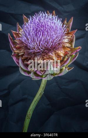 Artichoke flower against a black background Stock Photo