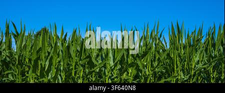 Cornfield in Summer, Panoramic Photo Stock Photo
