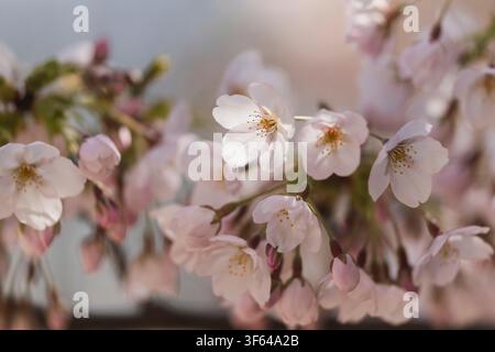Ornamental Cherry, Prunus serrulata Stock Photo
