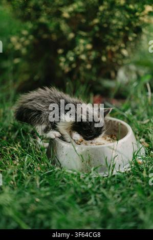 Fluffy black and white kitten eating from bowl in grassy garden with soft blurred green background Stock Photo