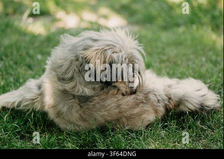 Fluffy small dog resting on green grass in soft daylight with long shaggy fur and peaceful garden setting Stock Photo