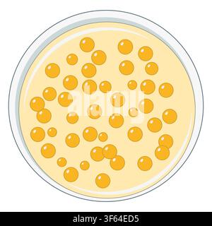Staphylococcus aureus Bacterial Colonies Vector Illustration on Agar Plate Stock Vector