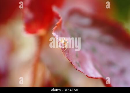 Macro shot of a two-striped jumping spider (Telamonia dimidiata) resting on the edge of a vibrant red leaf. Stock Photo