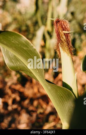 Close up of young corn plant with silk and broad green leaves glowing in warm sunlight on blurred field background Stock Photo