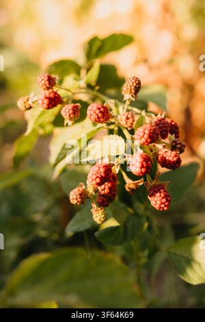 Ripe blackberries growing on leafy vine in warm sunlight with soft blurred garden background Stock Photo