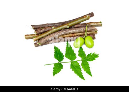 Neem fruit with neem sticks and neem leaf isolated on white background, Medicinal neem leaves with fruit Stock Photo