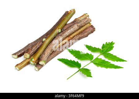 Neem fruit with neem sticks and neem leaf isolated on white background, Medicinal neem leaves with fruit Stock Photo