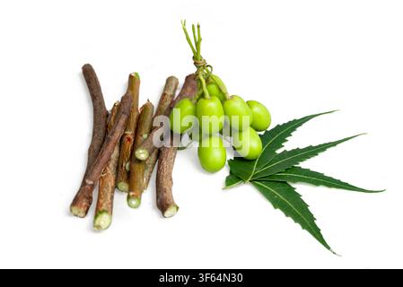Neem fruit with neem sticks and neem leaf isolated on white background, Medicinal neem leaves with fruit Stock Photo
