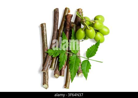 Neem fruit with neem sticks and neem leaf isolated on white background, Medicinal neem leaves with fruit Stock Photo