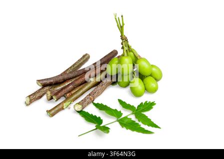 Neem fruit with neem sticks and neem leaf isolated on white background, Medicinal neem leaves with fruit Stock Photo