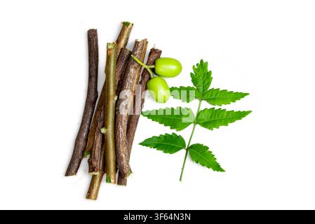 Neem fruit with neem sticks and neem leaf isolated on white background, Medicinal neem leaves with fruit Stock Photo