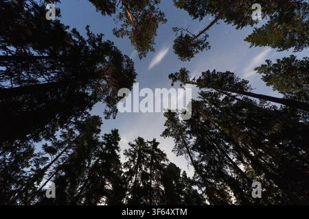 Low angle view looking up through tall pine trees into starry twilight sky with soft light clouds during white nights in northern forest. Stock Photo