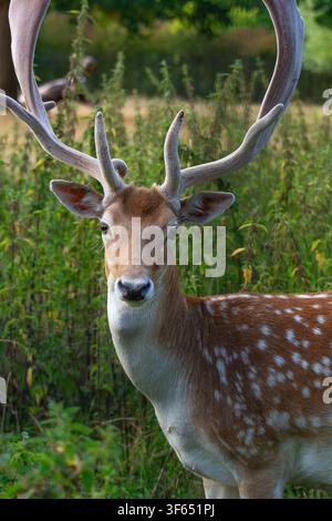 Male European fallow deer (Dama dama), with palmate antlers in the "velvet" stage, Clissold Park , Stoke Newington, Hackney, London, England. Stock Photo