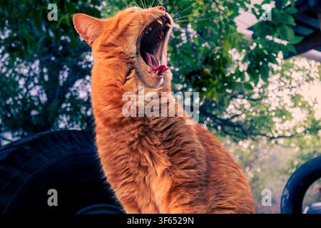 An domestic orange tabby cat yawning widely while sitting outside in a garden setting, showcasing a dramatic facial expression. Stock Photo