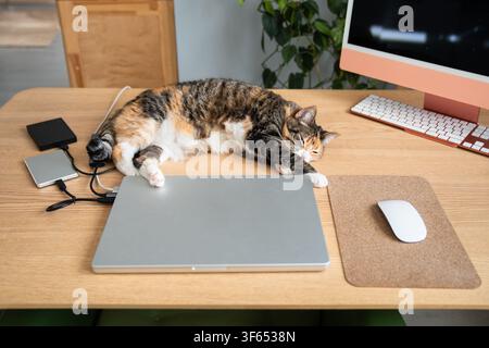 Calico cat resting on work desk beside laptop and desktop computer, napping in home office workspace Stock Photo