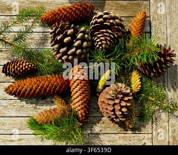 An assortment of conifer cones, or pine cones, with fresh green conifer needles on a rustic table. Stock Photo