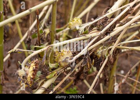Dried sunflower plants display wilted heads and yellowing leaves in a field, illustrating the impact of late season harvest and environmental factors Stock Photo
