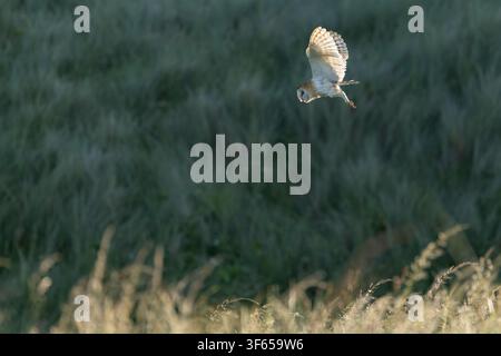 Barn owl Tyto alba, adult hunting over meadow, Seahouses, Northumberland, UK, July Stock Photo