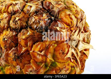 Extreme close-up of overripe Colombian Oro Miel pineapple (Ananas comosus) with fermentation bubbles Stock Photo