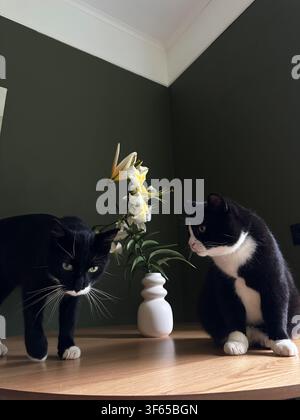 Two black and white tuxedo cats on a wooden table beside a white lily in a modern minimalist interior. Natural light, elegant home decor, curiosity, c Stock Photo