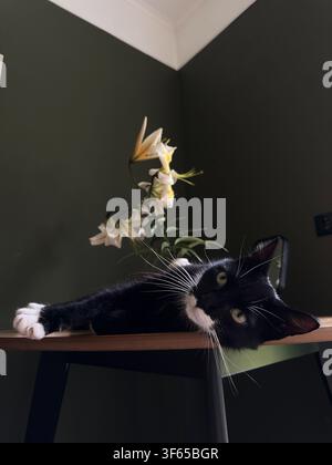 Black and white tuxedo cat relaxing on a wooden table with elegant white lilies in a minimalist home. Natural light, cozy atmosphere, curious expressi Stock Photo