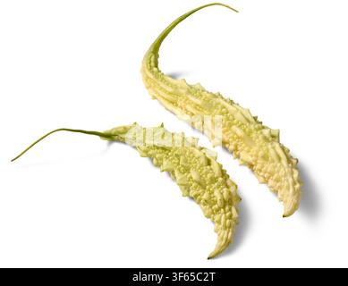 two pale bitter melons isolated white background, bumpy warty skin and long thin stems fresh raw vegetable with shadow Stock Photo