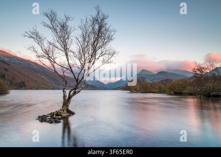 Lone tree standing in the calm waters of Llyn Padarn lake at sunset, with pink colouring the clouds over the historic Snowdonia mountains. Stock Photo