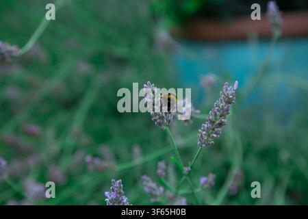 A single bumblebee is perched on a cluster of lavender flowers surrounded by a soft green background filled with gently blurred stems and blossoms. Th Stock Photo