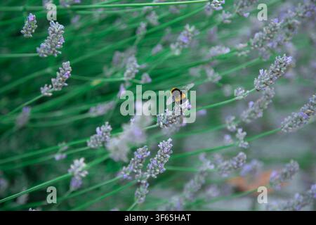 A bumblebee sits gently on a cluster of lavender flowers surrounded by a lush soft green background that creates a calm and natural atmosphere. The in Stock Photo