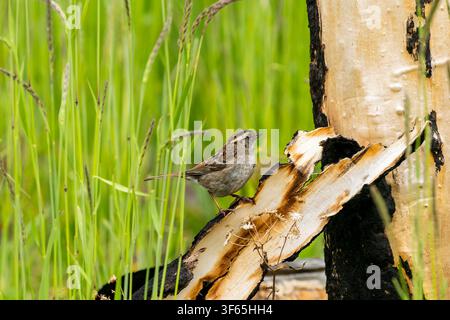 White-throated Sparrow perched on tree bark in burn area of Jasper National Park, Alberta, Canada. Stock Photo