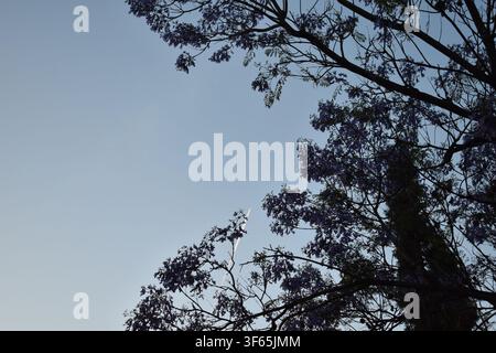 Silhouetted tree branches with Jacaranda purple blossoms against a pale dusk sky Stock Photo