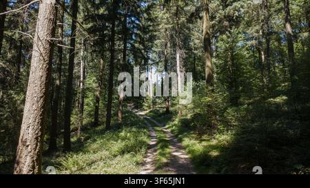 A narrow twin track forest road stretches forward between tall evergreen and deciduous trees forming a natural corridor of light and shadow. Sun rays Stock Photo