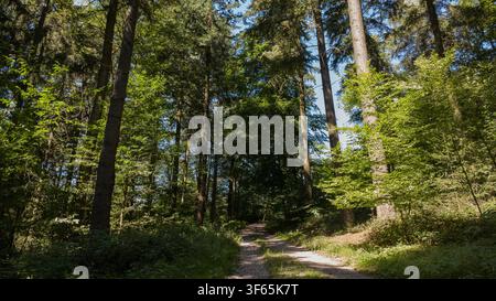 A peaceful forest trail stretches forward through dense green woodland filled with tall straight trunks and rich leafy undergrowth. Sunlight pours thr Stock Photo