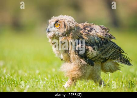 A young Eurasian eagle-owl (Bubo bubo) chick walks across a vibrant green grassy field, looking up alertly with bright orange eyes. Copy Space, bokeh Stock Photo