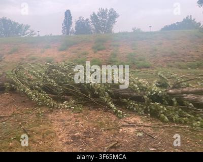 Cremona, Italy July 15th 2026 Fallen tree trunk and branches on the ground, a consequence of extreme weather after a heatwave in Lombardy, Italy Stock Photo