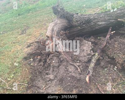 Cremona, Italy July 15th 2026 Tree trunk lying on the ground with roots unearthed, illustrating storm damage and ecological impact after severe weathe Stock Photo